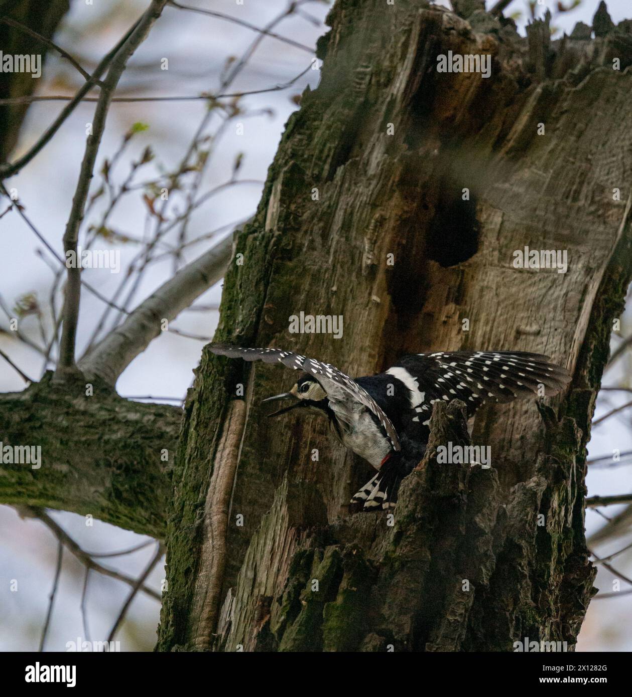 Nestbau, Vögel, Flügel, Federn, Ornithologie, Nestschutz, farbenfroher Vogel Stockfoto