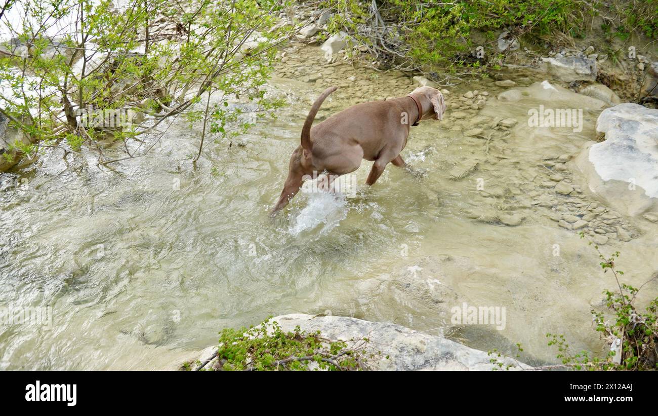 Jagdhund Weimaraner in den Bergen am Bergfluss. Stockfoto