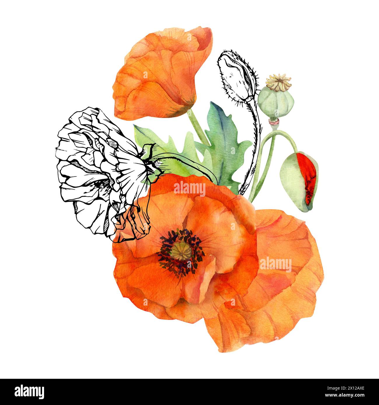 Handgezeichnete Aquarelle botanische Illustration Blumen Blätter. Roter Mohn Papaver, Stiele Knospen Samenkörner. Feldstrauß isoliert auf weißem Hintergrund Stockfoto