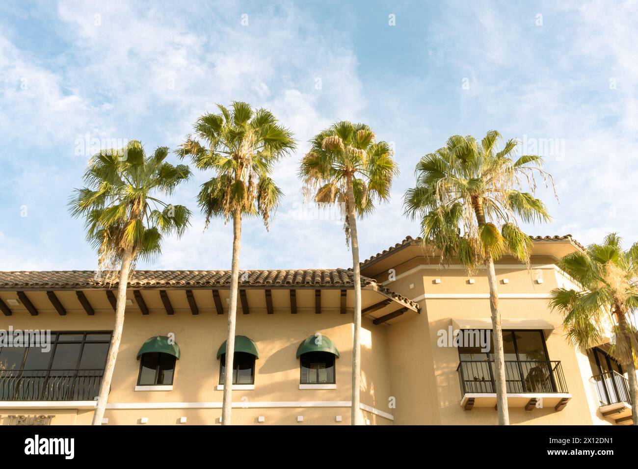 Ft Lauderdale Florida Palm Trees Row Building - Blue Sky Warm Sunshine Stockfoto