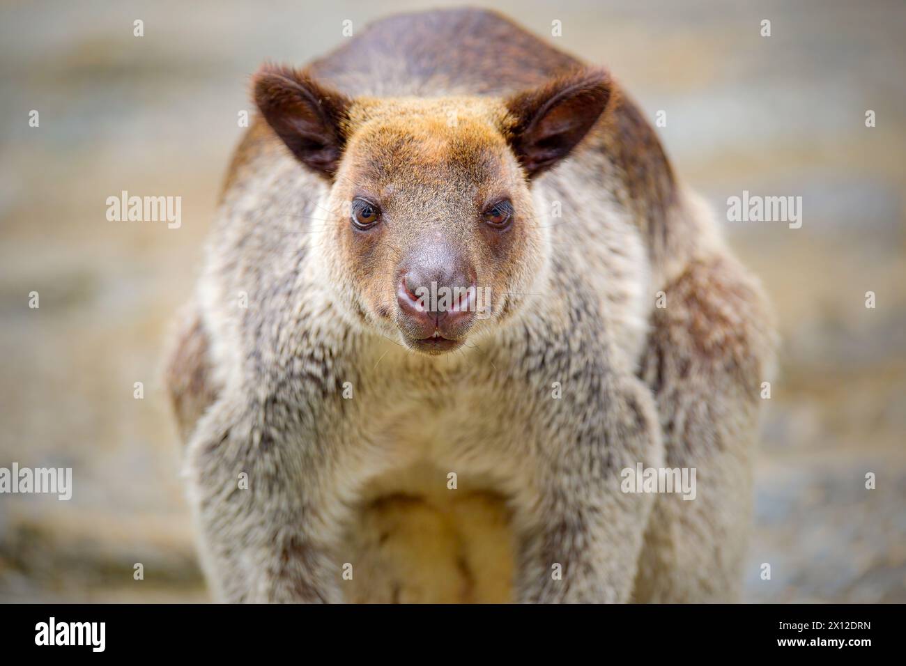 Porträtieren Sie das gegrillte Baumkänguru Stockfoto