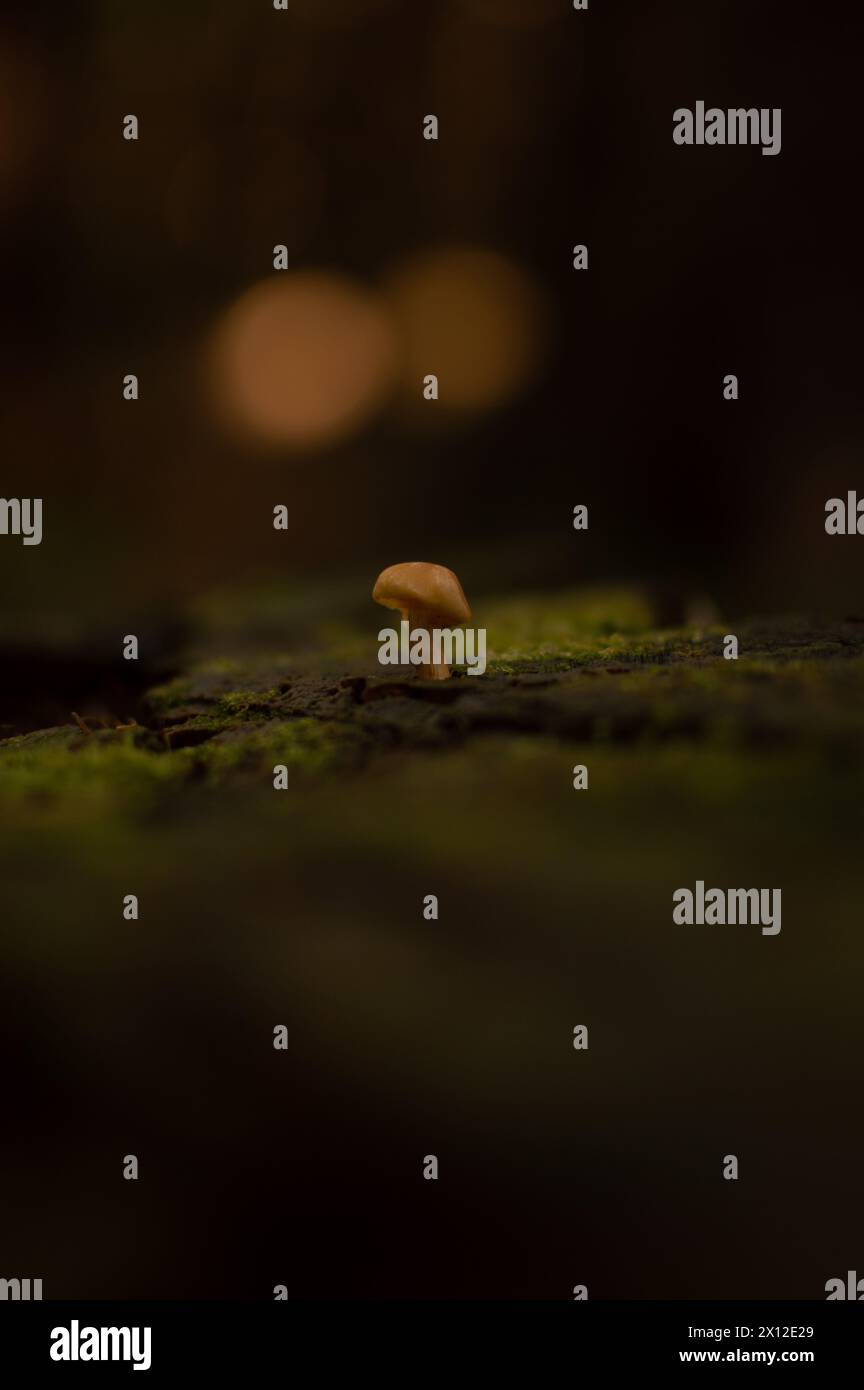 Winziger Pilz mitten im Wald. Winzige Welt Stockfoto