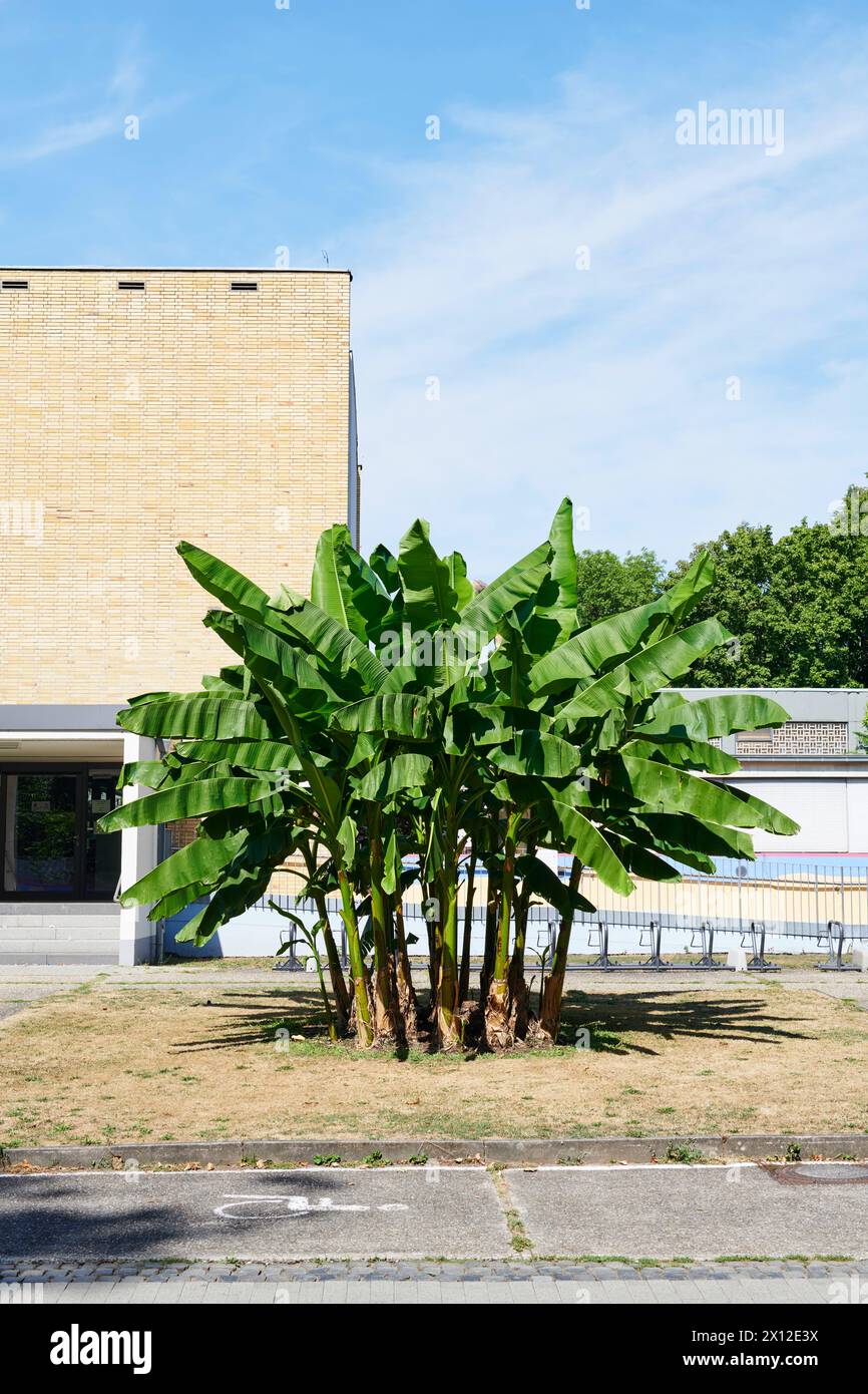 Bananstaude vor dem Institut für Botanik in Gießen Stockfoto