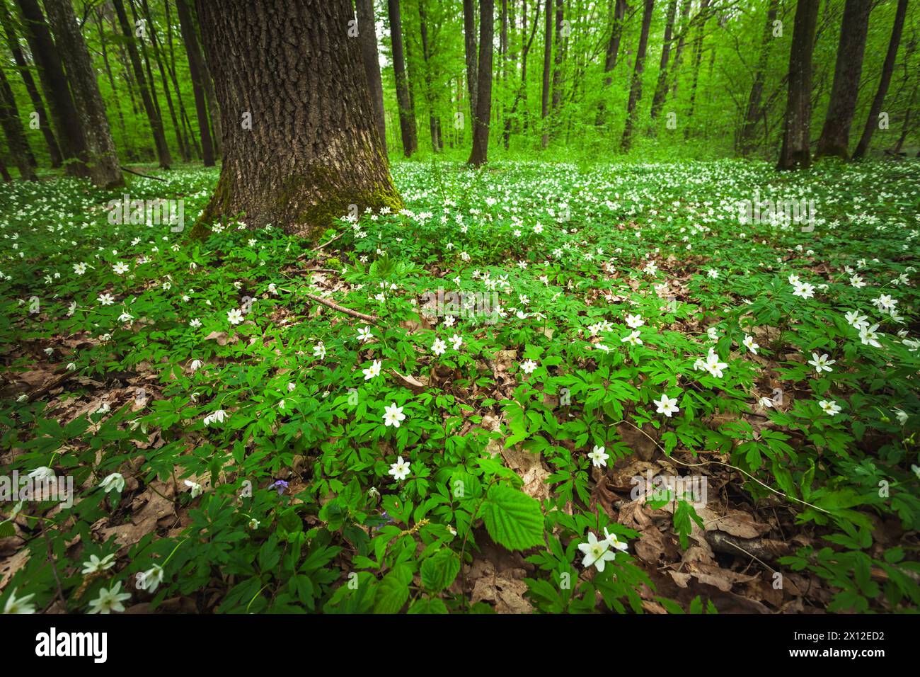 Grüne Wiese mit weißen Anemonen im Wald, Blick an einem Frühlingstag, Ostpolen Stockfoto