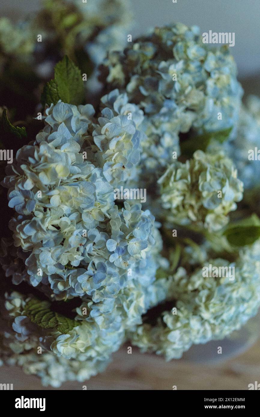 Blau luftige Hortensien blüht in Blüte Stockfoto