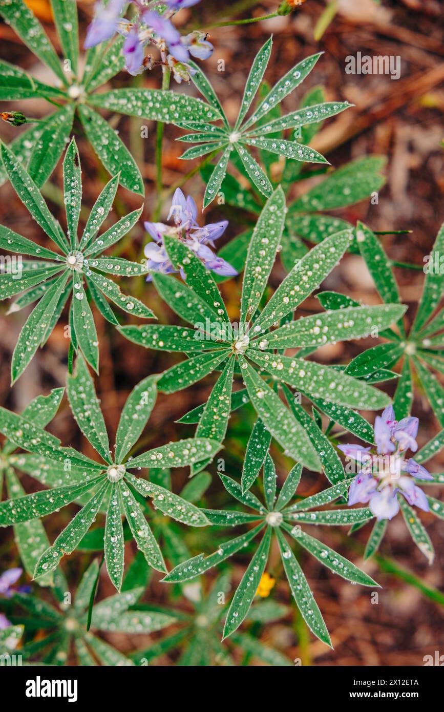 Ansicht nach unten auf Lupinenblätter mit Wassertropfen vor der Blüte Stockfoto