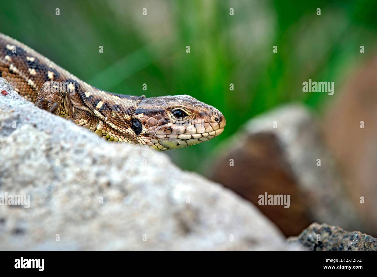 Zauneidechse Lacerta agilis. Zauneidechse Lacerta agilis. 20240413MIC0129 *** Sandechse Lacerta agilis Sandechse Lacerta agilis 20240413MIC0129 Stockfoto