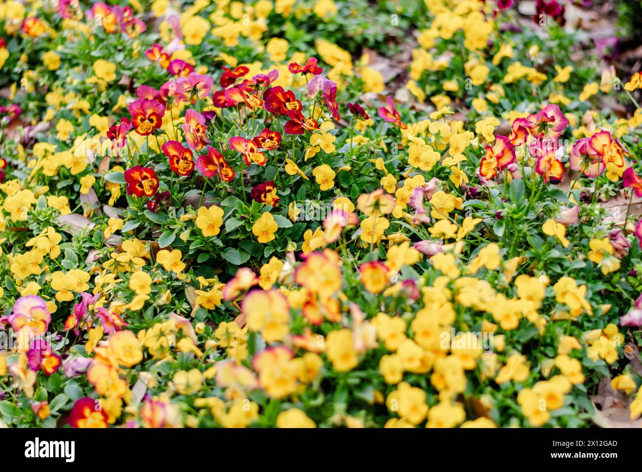 Gelbe und rote Stiefmütterchen in Bloom Stockfoto