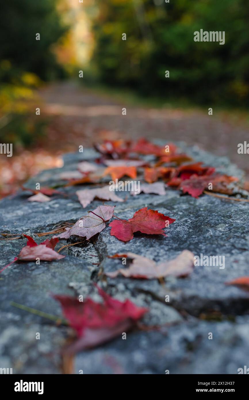 Lebhafte Herbstblätter ebnen einen ruhigen Pfad in Conway, NH Stockfoto