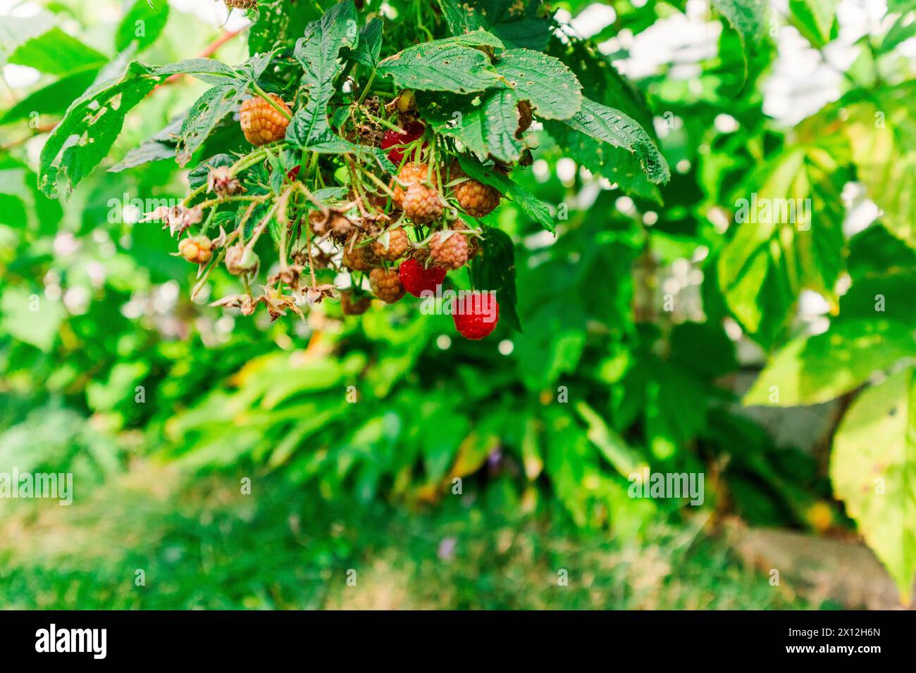 himbeerstrauch mit roten, Reifen Beeren über grünem Gras Stockfoto