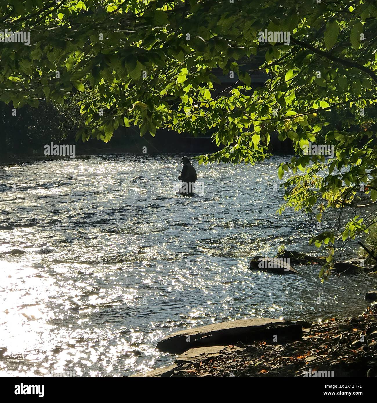 Einsames Fliegenfischen im glitzernden Oswego River, NY Stockfoto