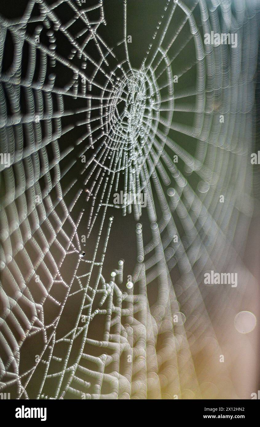 Tau-Tropfen glitzern auf einem komplizierten Spinnennetz Stockfoto