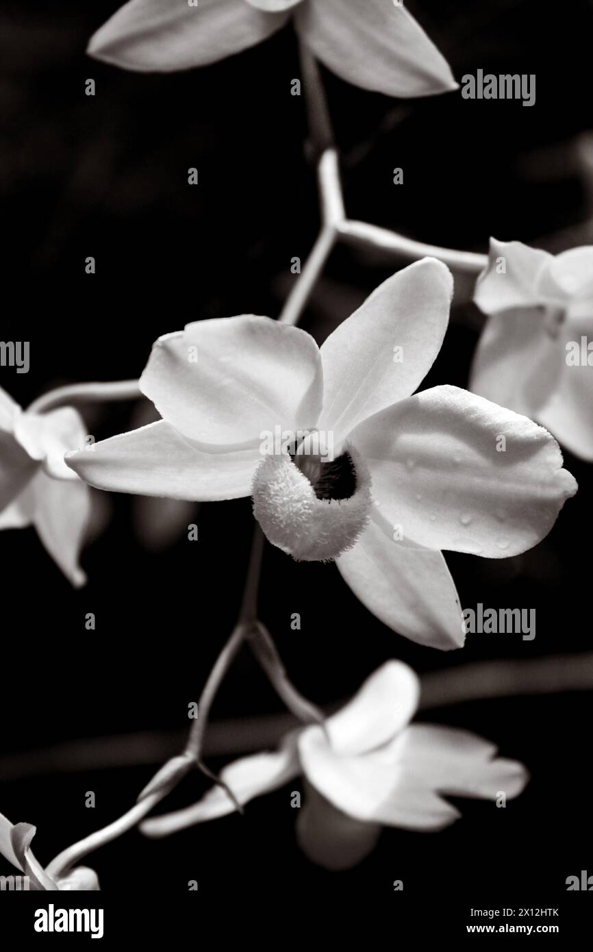 Elegante Orchideenblüten in zeitlosem Monochrom, die jedes Tier anmutig machen Stockfoto