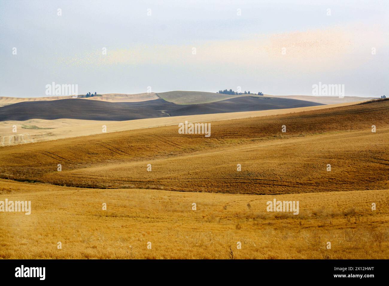 Bernsteinfarbene Getreidewellen erstrecken sich über Cheneys ruhiges Ackerland lan Stockfoto