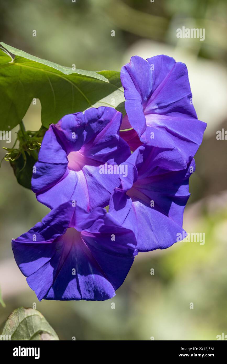 Morning Glory Pflanze in Blume Stockfoto
