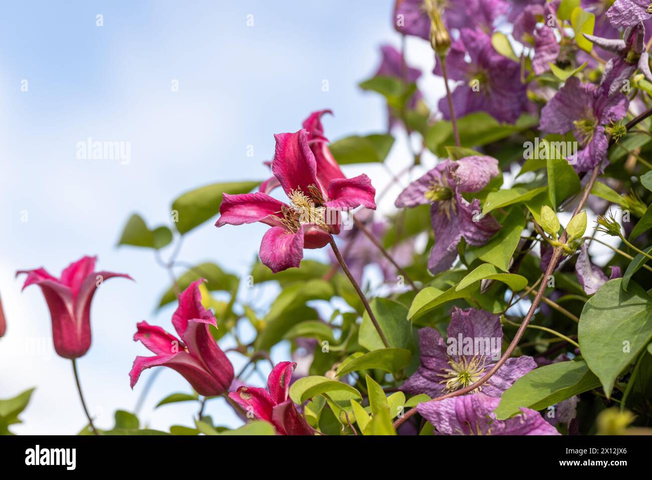 Clematis Prinzessin Diana. Die Prinzessin von Wales im Garten Stockfoto