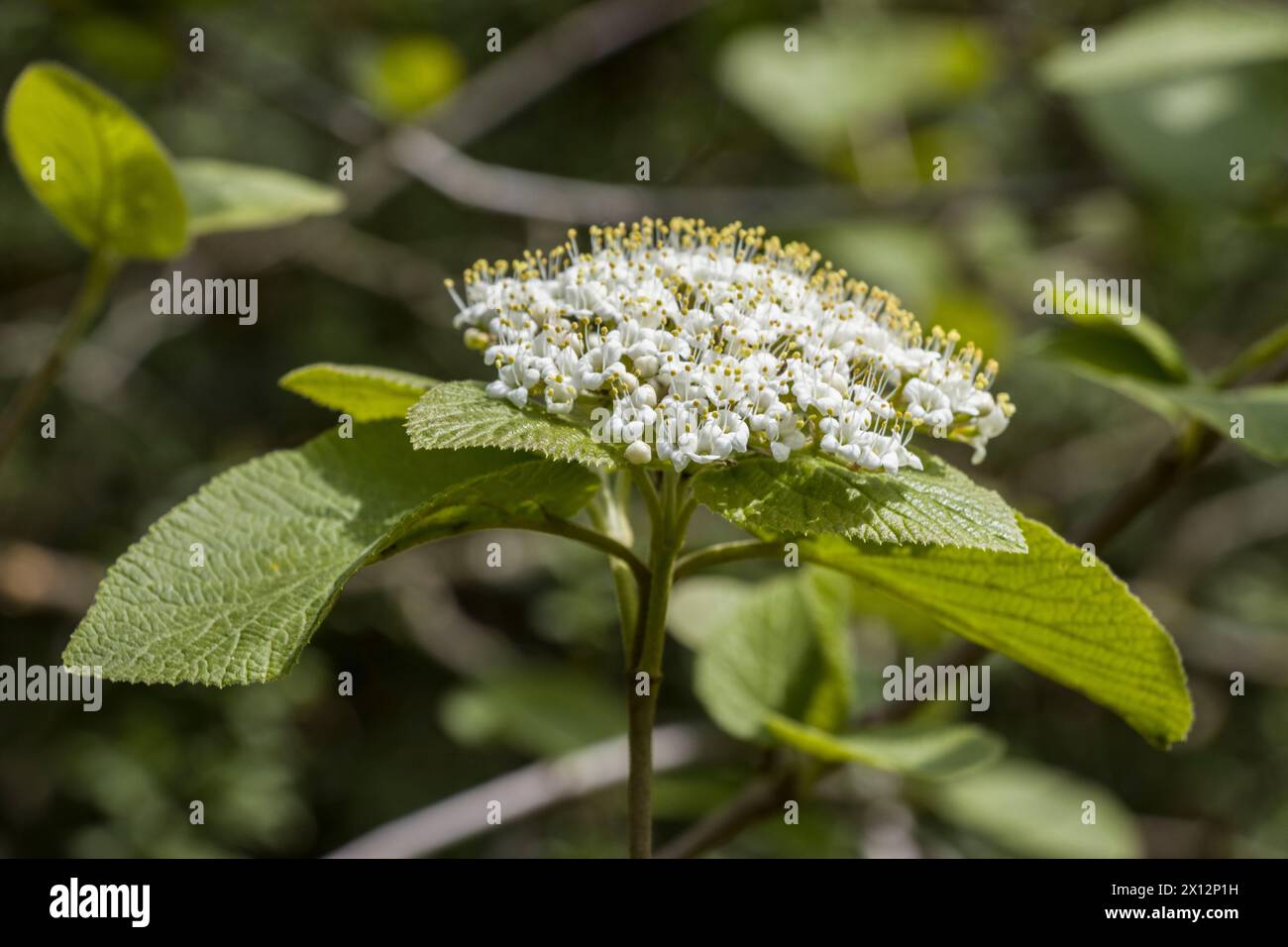 Wolliger Schneeball (Viburnum lantana) - Blütenstand Stockfoto