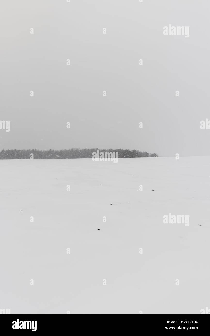 Ein schneebedecktes Feld und Wald während eines Schneefalls, der Himmel und das Feld in Punkten und Flecken von fallendem Schnee während des Frosts, starkem Wind Stockfoto
