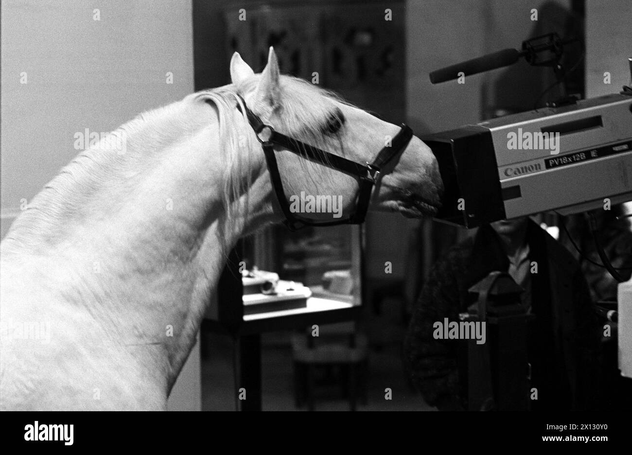 Bei einer Live-Auktion eines Lippzaner-Pferdes zugunsten behinderter Kinder wurden 1,9 Milliarden erzielt, die am 13. März 1987 in Wien eingesammelt wurden. - 19870313 PD0011 - Rechteinfo: Rechte verwaltet (RM) Stockfoto