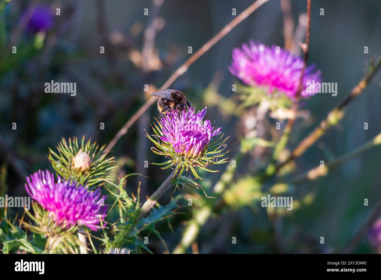Eine Biene sitzt auf einem Lila Blume Stockfoto