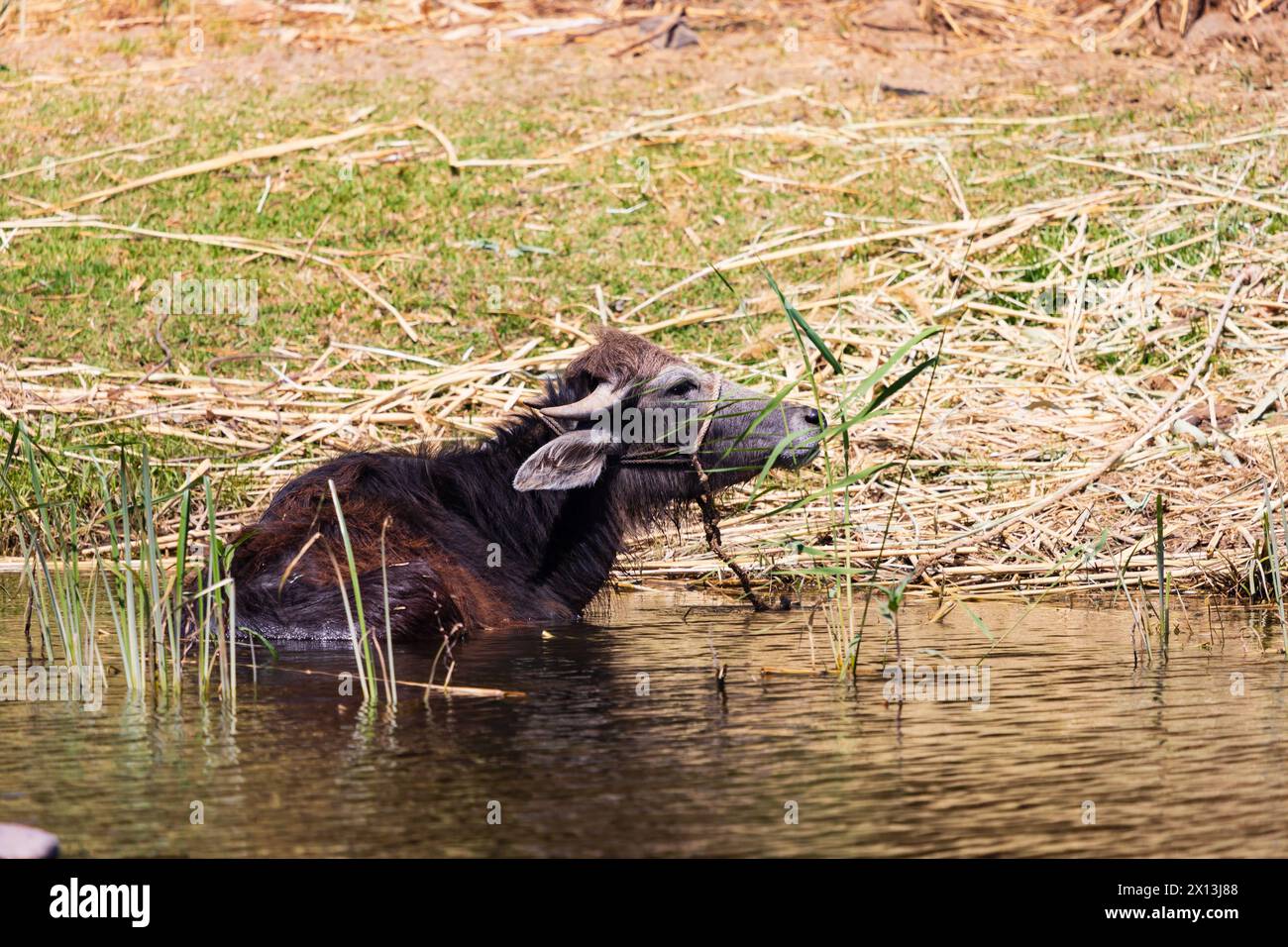 Hauswasser Büffel, Bubalus bubalis, im Wasser am Ufer des Nils, Ägypten Stockfoto