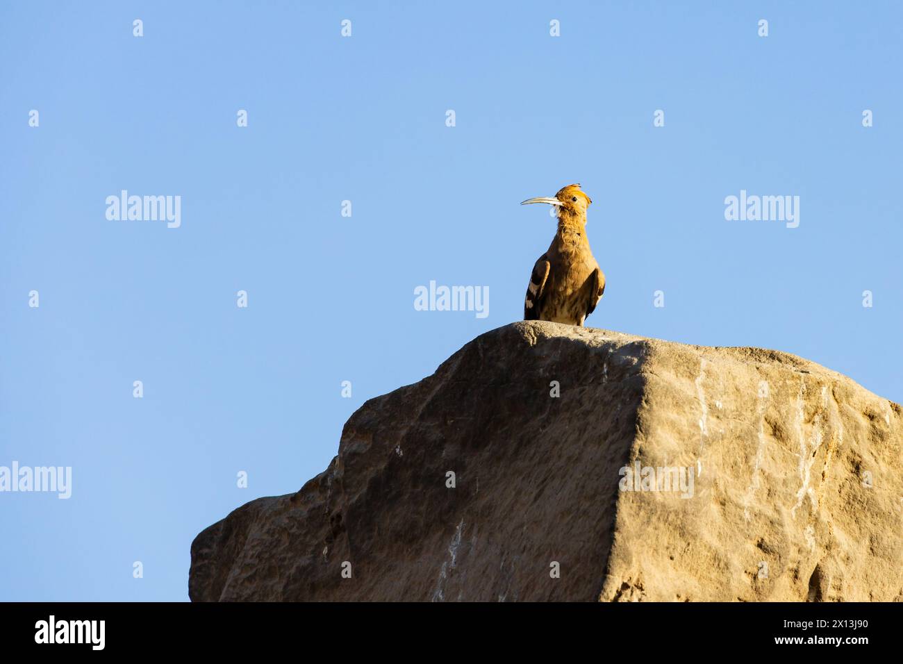 Eurasischer Wiedehopf, Upapa epops, sitzt auf einem Stein mit klarem blauem Himmel. Ägypten Stockfoto