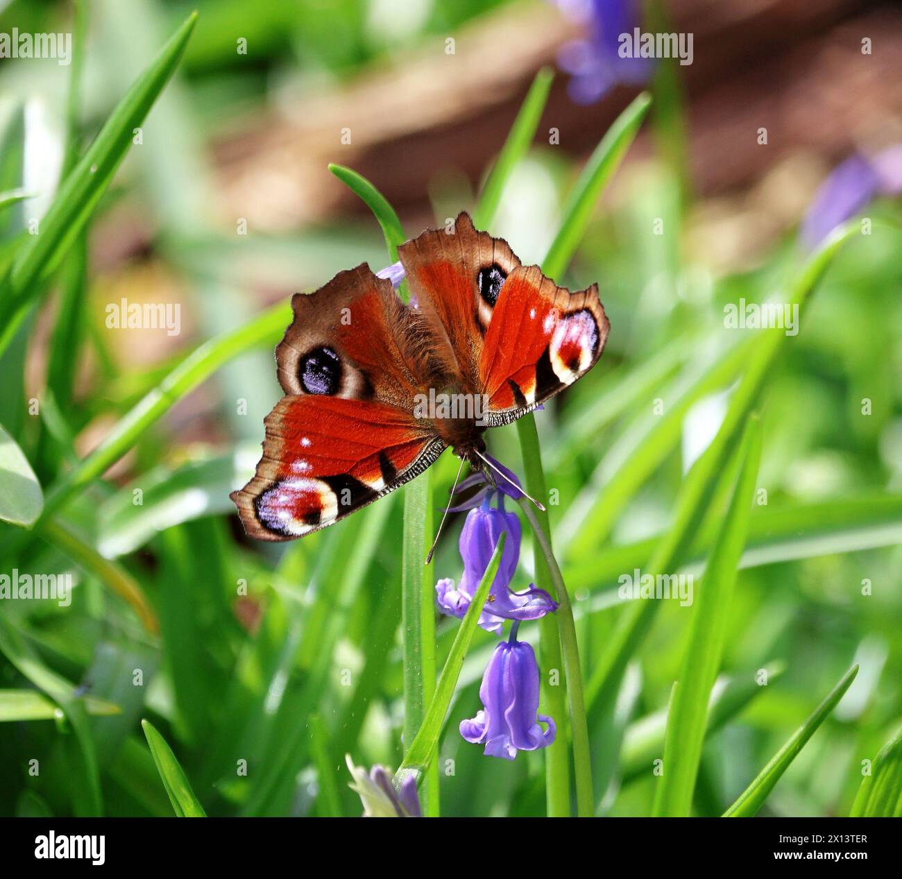 Farbenfroher Europeanl Peacock Butterfly (Inachis IO), der auf einer Frühlingsblume sitzt Stockfoto
