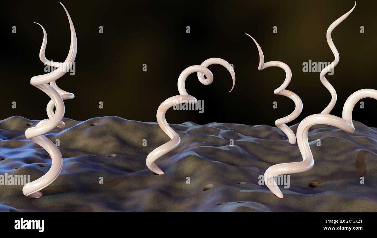 3D Rendering von Borrelia burgdorferi, ist ein Bakterium, das Lyme-Borreliose verursacht, auch bekannt als Borreliose Stockfoto