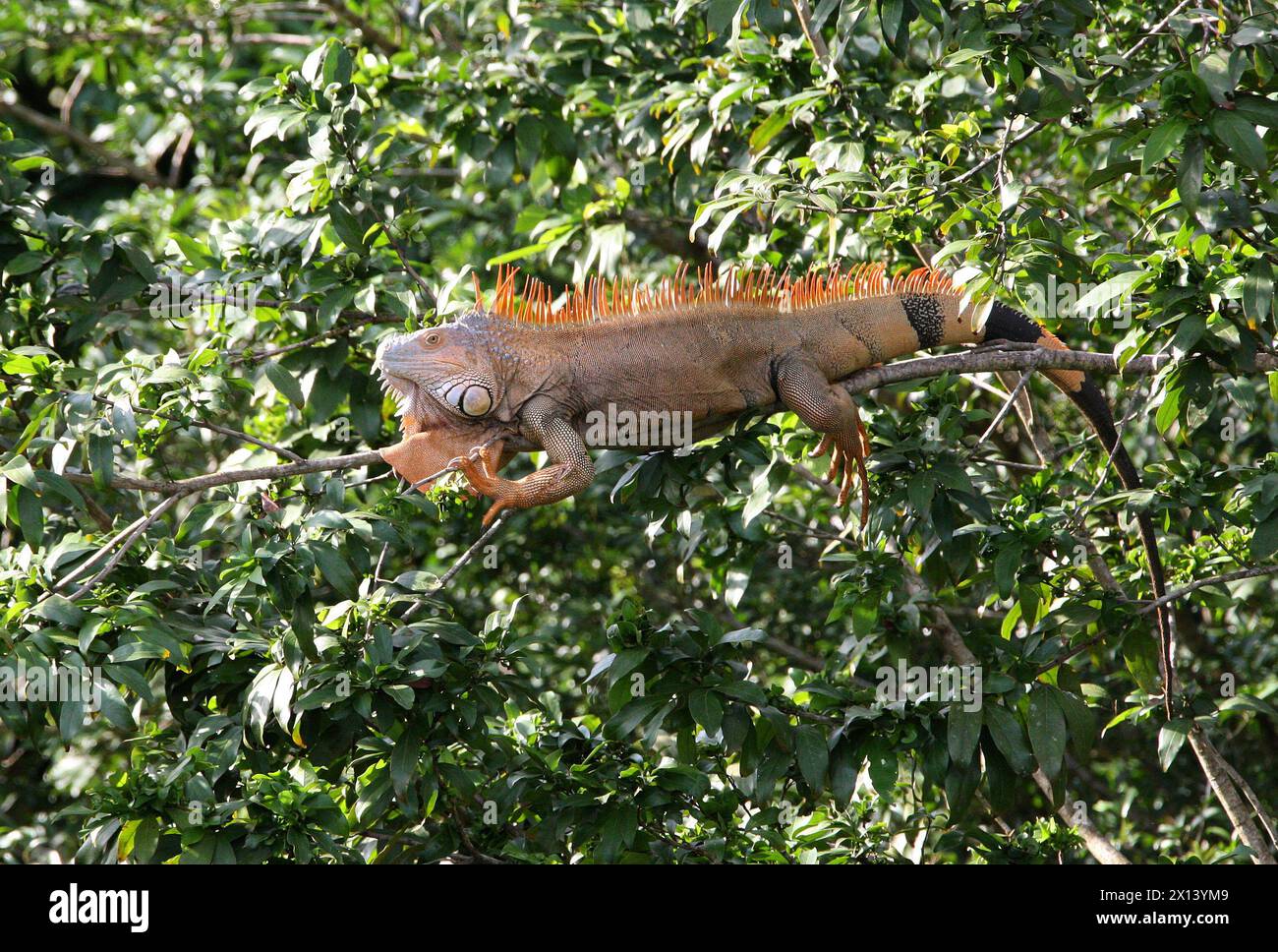 Grüner Leguan, Iguana Leguan, sitzt auf einem Baum. Tortuguero, Costa Rica, Mittelamerika. Stockfoto