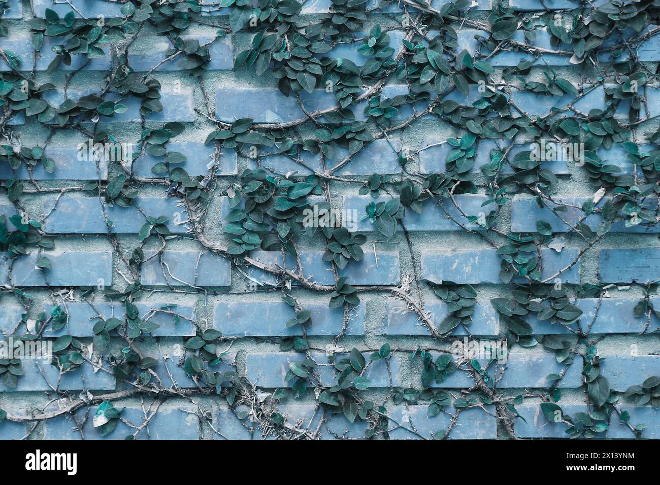 Eine Ziegelmauer mit Dornstämmen, die entlang klettern. In abstraktem Blau-Grün-Ton. Stockfoto