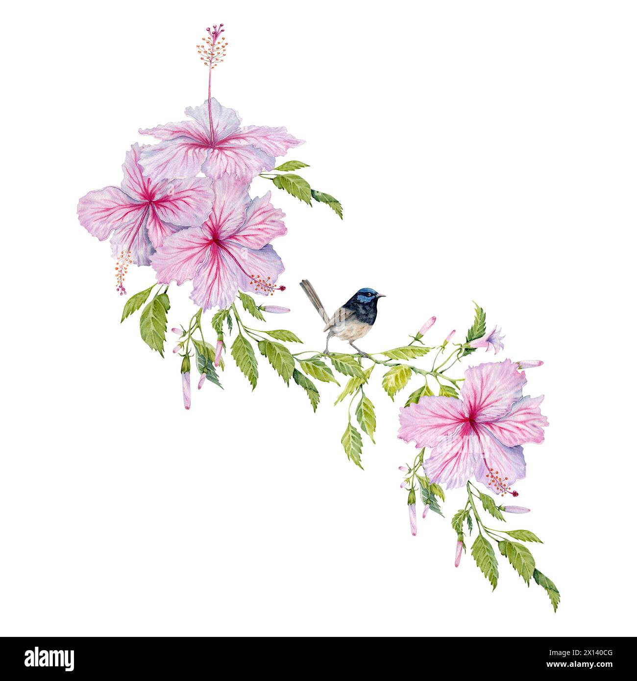 Pinke Hibiskusblüten mit grünen Blättern und kleiner blauer Feenzwitscher-Vogelkomposition. Aquarellabbildung isoliert auf weißem Hintergrund. Stockfoto