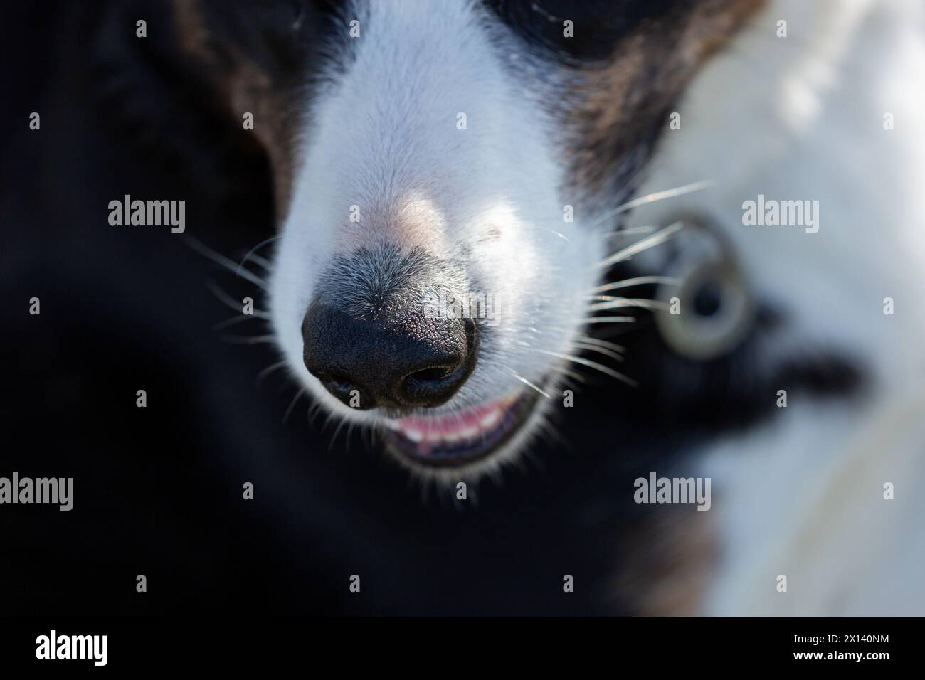 Großaufnahme einer Hunde-Nase Stockfoto