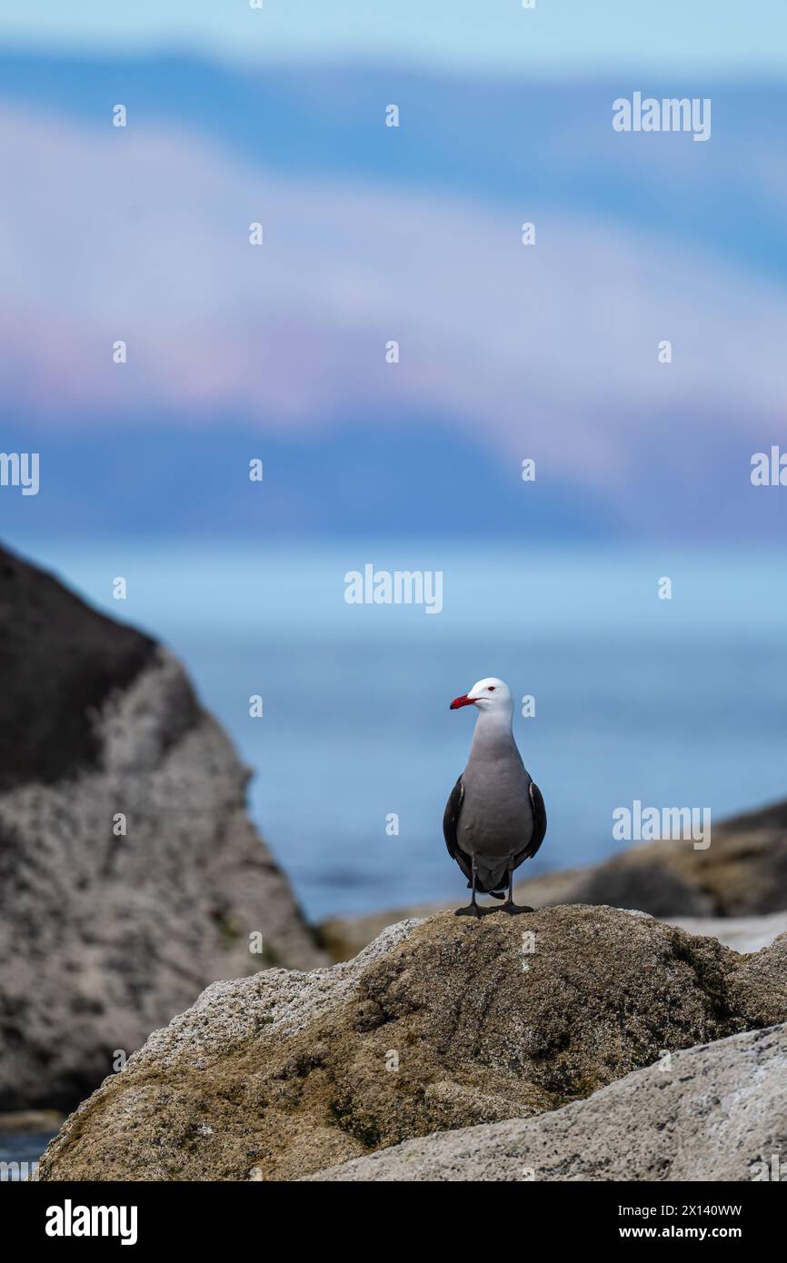 Eine Heermann-Möwe (Larus heermanni) in Baja California Sur, Mexiko. Stockfoto