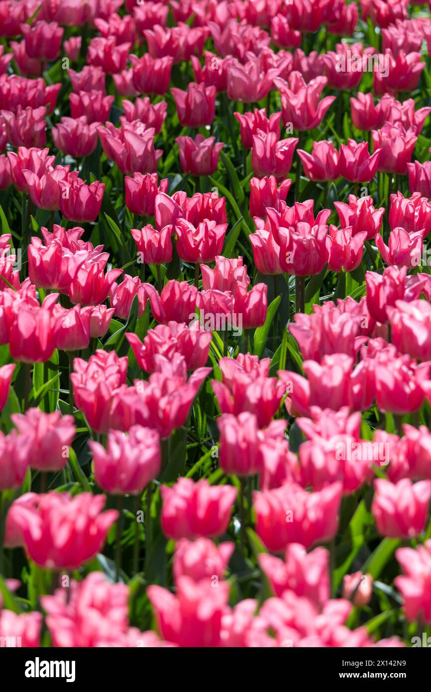 Lisse. April 2024. Dieses Foto vom 14. April 2024 zeigt blühende Tulpen im Park Keukenhof in Lisse, Niederlande. Quelle: Meng Dingbo/Xinhua/Alamy Live News Stockfoto