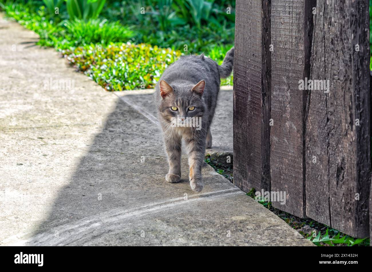 Süße graue Katze läuft die Straße runter. Die Katze schaut in die Kamera. Das Konzept der Straßentiere. Stockfoto