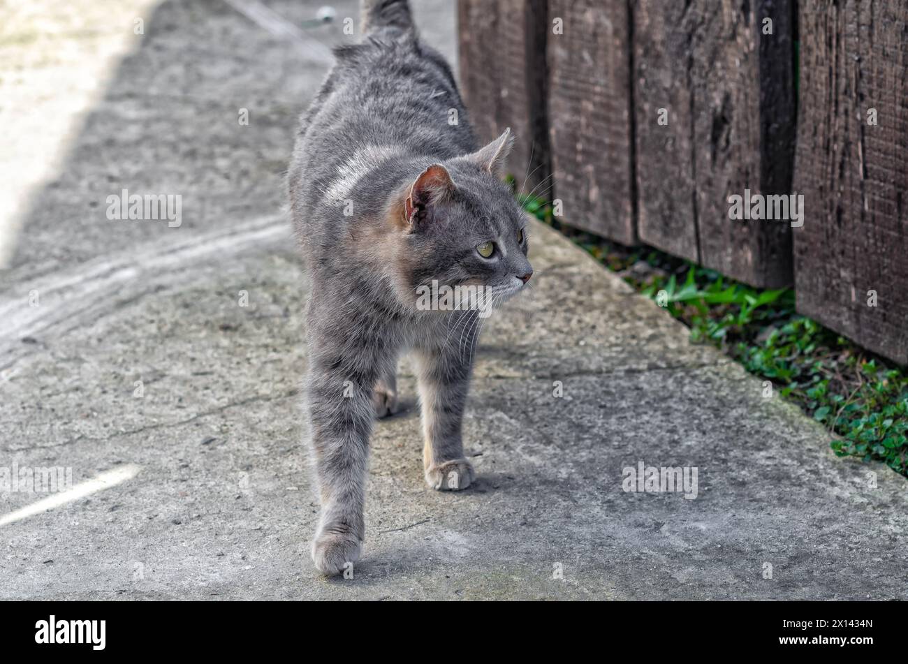 Eine graue Katze läuft die Straße runter. Katze drehte den Kopf und blickt weg. Das Konzept der Straßentiere. Stockfoto