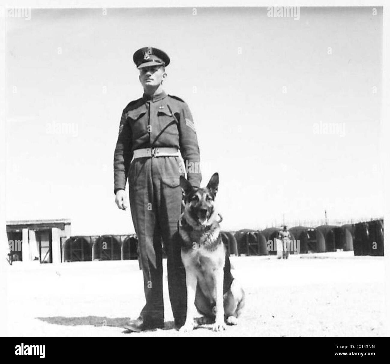 Sgt. E.H. Cory aus Dorset beobachtet seine Einheit beim Training von Polizeihunden in der Nähe von Sherborne während der Operationen der britischen Armee in Nordafrika. Stockfoto