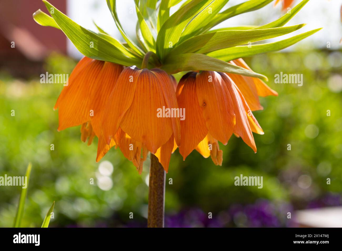 Orange Fritillaria imperialis Blume, Nahaufnahme. Die kaiserliche Krone, kaiserliche Fritillerie, kaiserliche Krone. Stockfoto