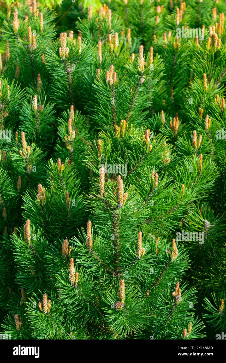 Grüner natürlicher Nadelhund-Hintergrund. Pinus mugo. Zwergkiefer, Bergkiefer, Buschkiefer, Schweizer Bergkiefer, Moorkiefer, Kriechkiefer Stockfoto