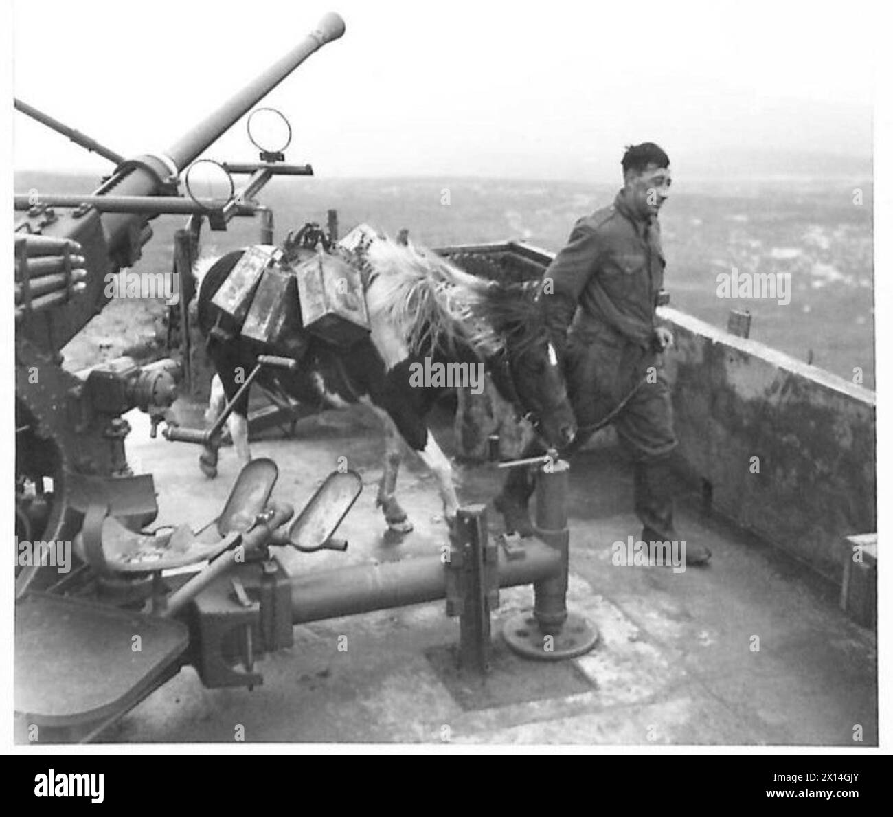 A.A.-SCHÜTZE AM „RAND DER WELT“ - Dolly liefert ihre Ladung Wasser in die Schützengrube der britischen Armee Stockfoto