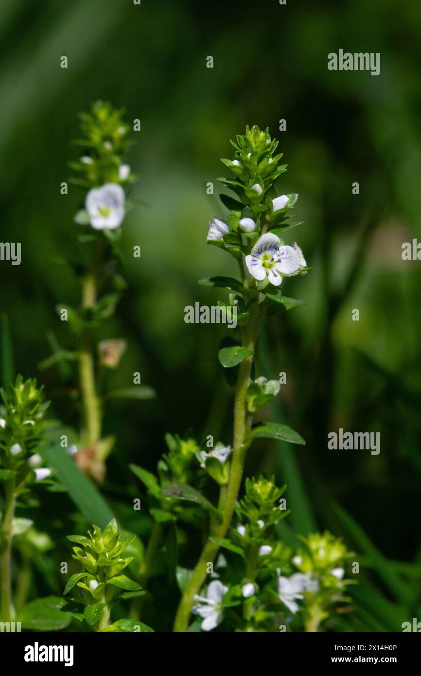 Blume der winzigen Veronica serpyllifolia, Thymianblättrige speedwell, kleine weiße Blüten mit violetten Streifen auf den Blütenblättern Stockfoto