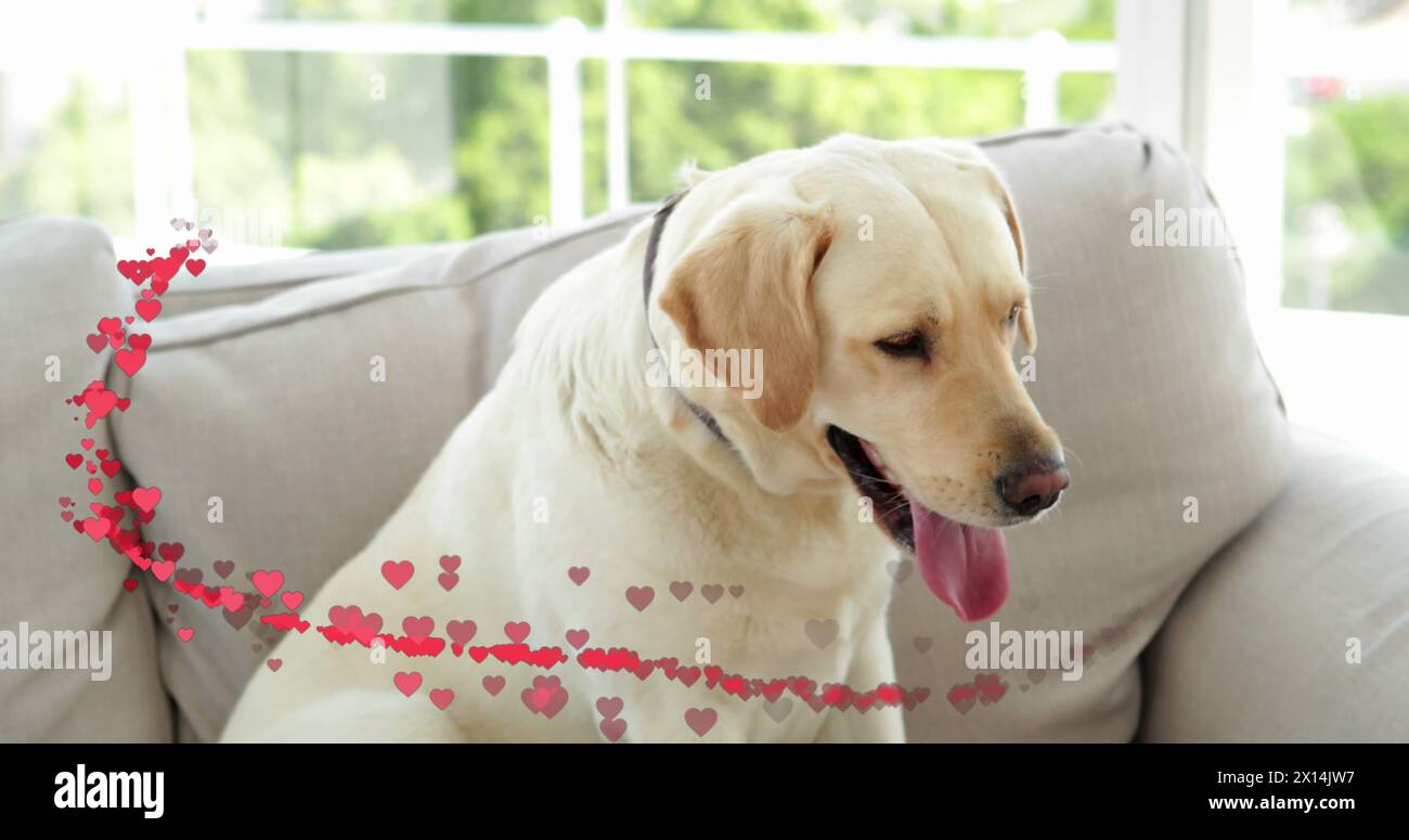 Das Bild von Herzen über dem Hund, der auf dem Sofa sitzt Stockfoto