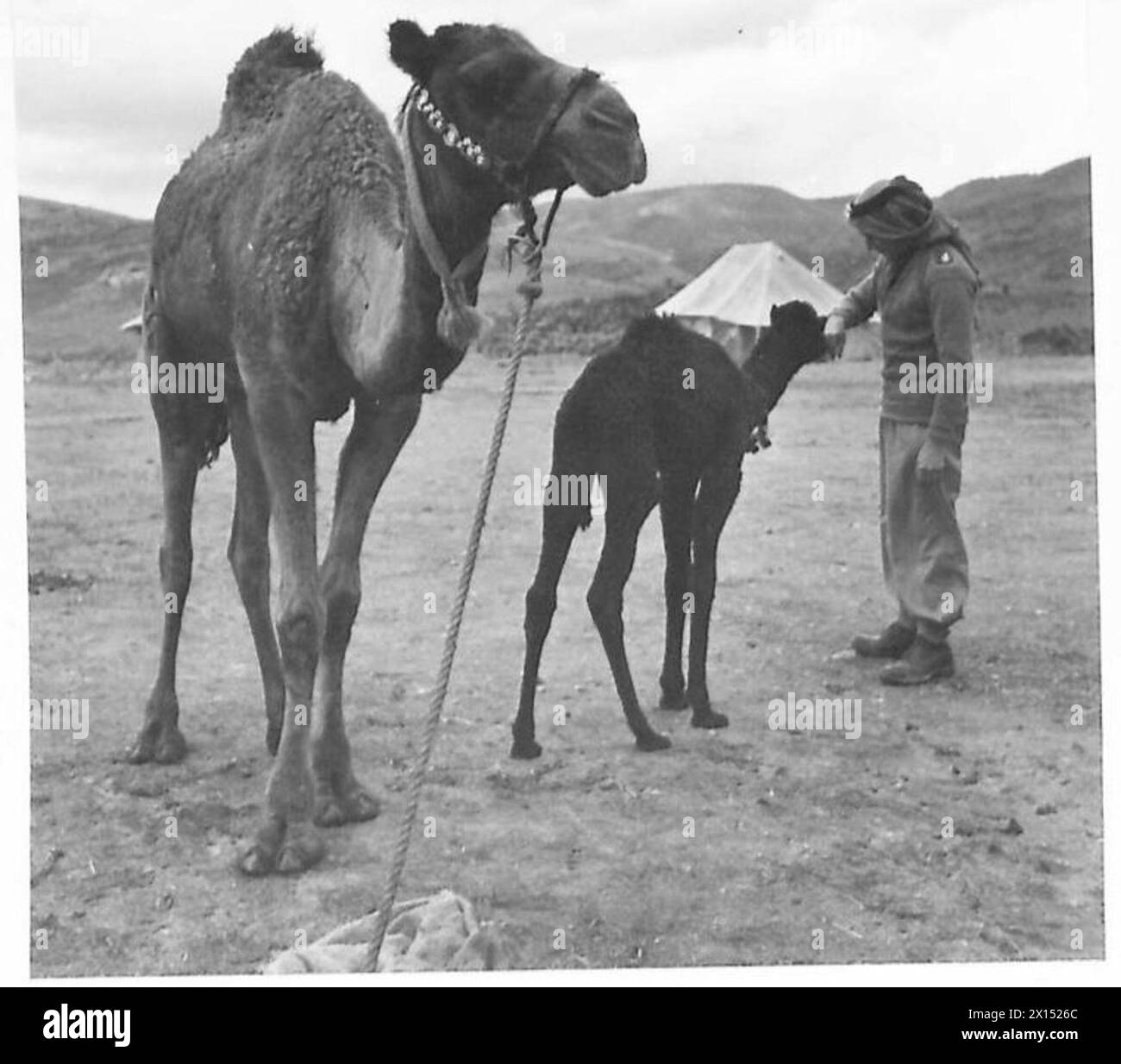 Ein Geschwader-Anführer des Druse-Regiments interagiert mit einem neugeborenen Kamel während der Operationen der britischen Armee. Stockfoto