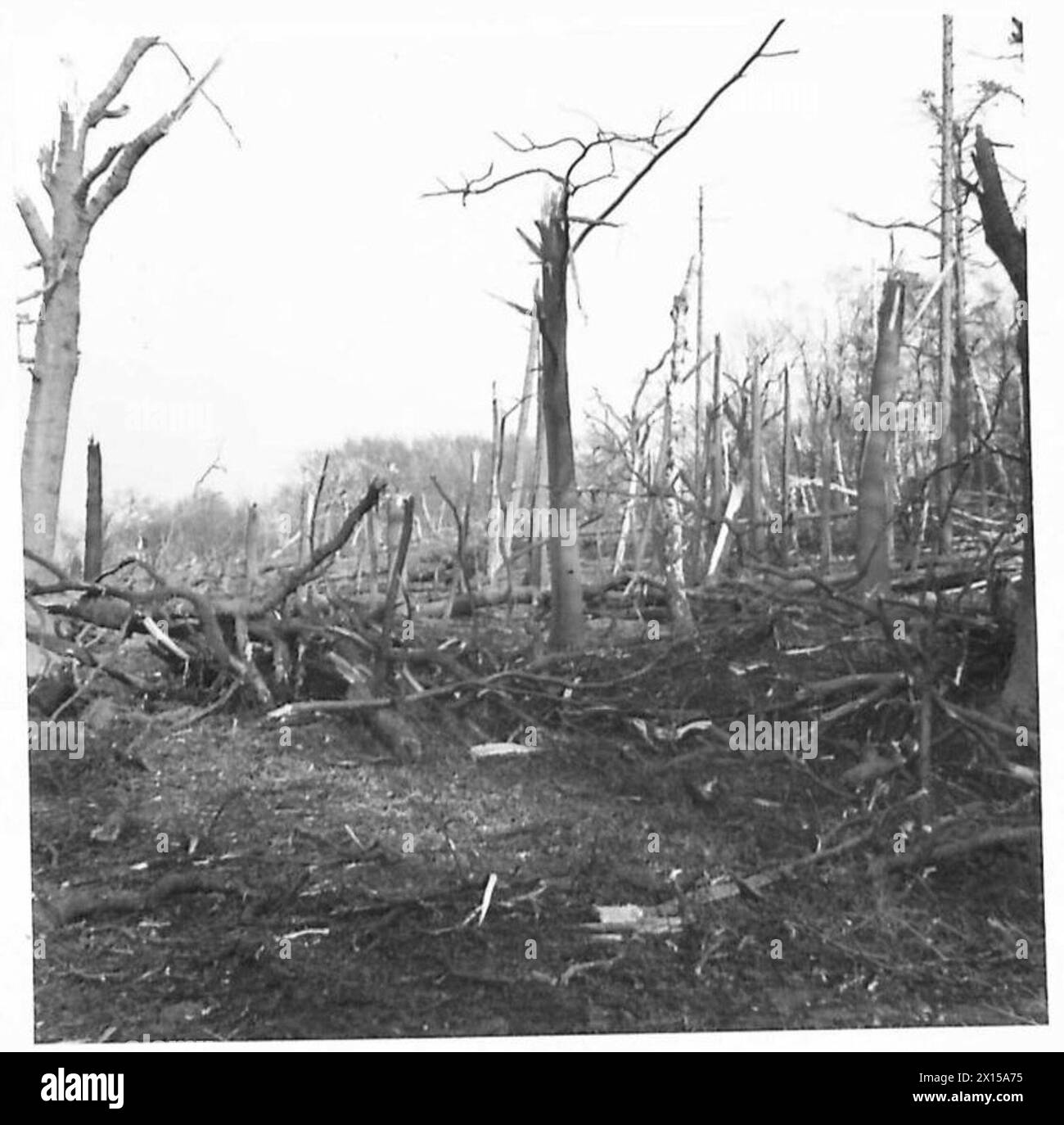 Bei einer Munitionsdeponie in der britischen Armee werden Bäume durch die Explosion beschädigt und entwurzelt. Stockfoto