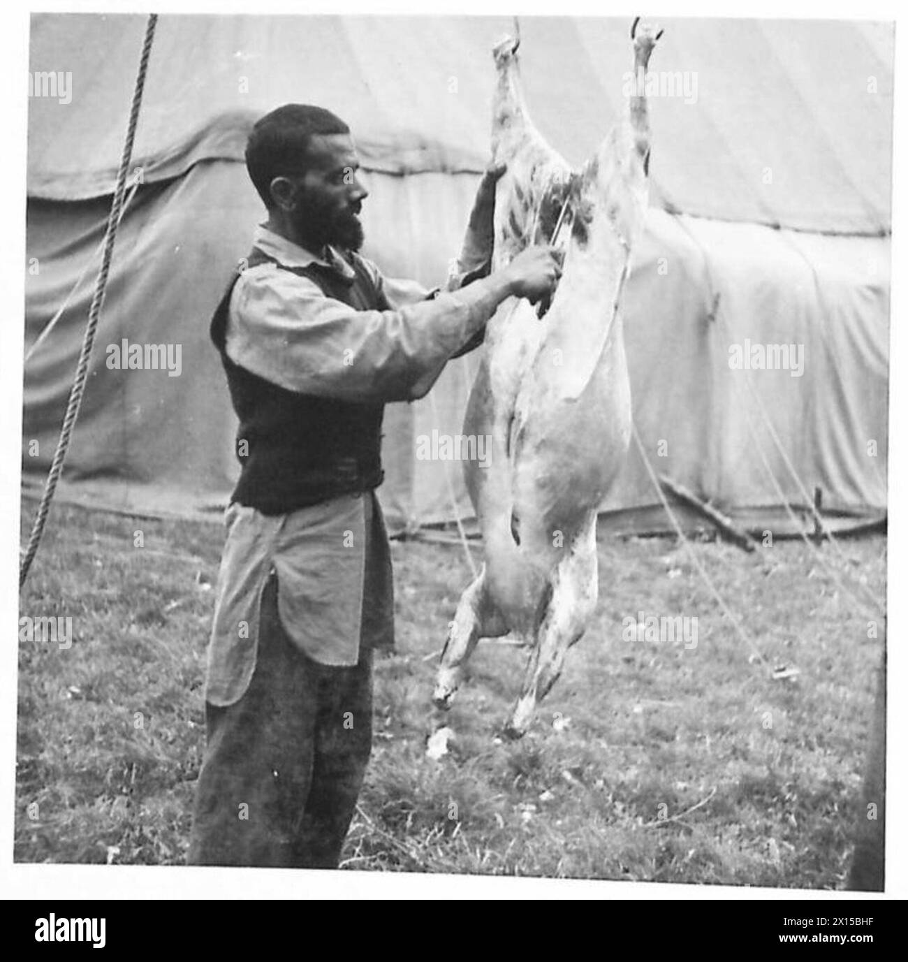 Das Personal des Royal Indian Army Service Corps reinigt und hängt einen Kadaver an einen Baum, als Teil der Außendienstaufgaben. Stockfoto