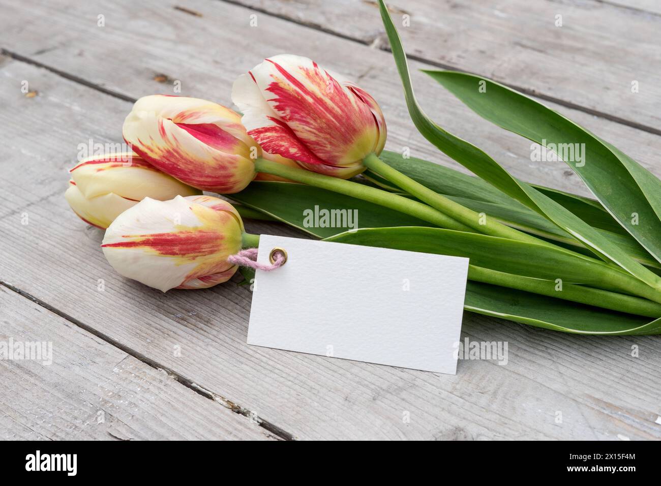 Strauß aus gestreiften Tulpen in Rot, Gelb und weiß und Karte mit Kopierraum auf Holzboden Stockfoto