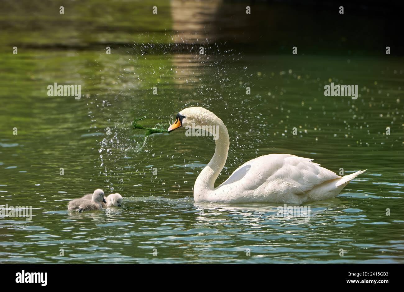 Splash Mute Swan (Cygnus olor) hat eine Pflanze aus dem Wasser geholt, um sie zu essen Stockfoto