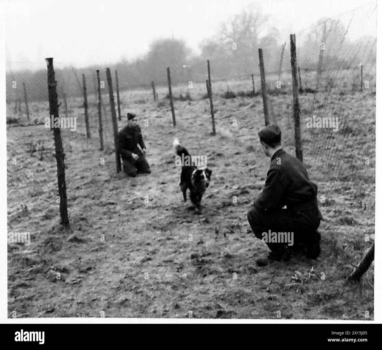 Ein Hund an der war Dogs Training School ist dafür ausgebildet, Botschaften im Rahmen von Kommunikationsübungen der British Army zu tragen. Stockfoto