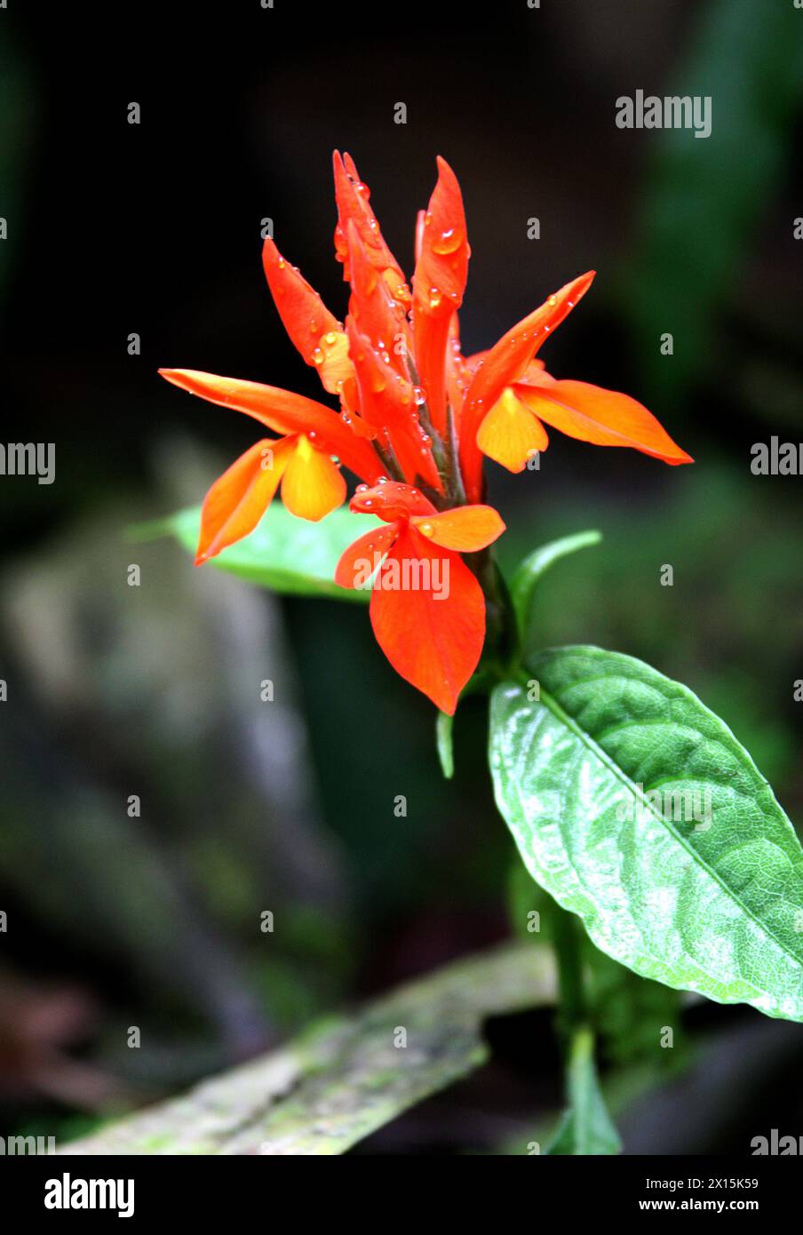 Feuriger Spike, Aphelandra aurantiaca, Acanthaceae. Dschungelpflanze mit Orangenblüte. Arenal, Costa Rica. Stockfoto