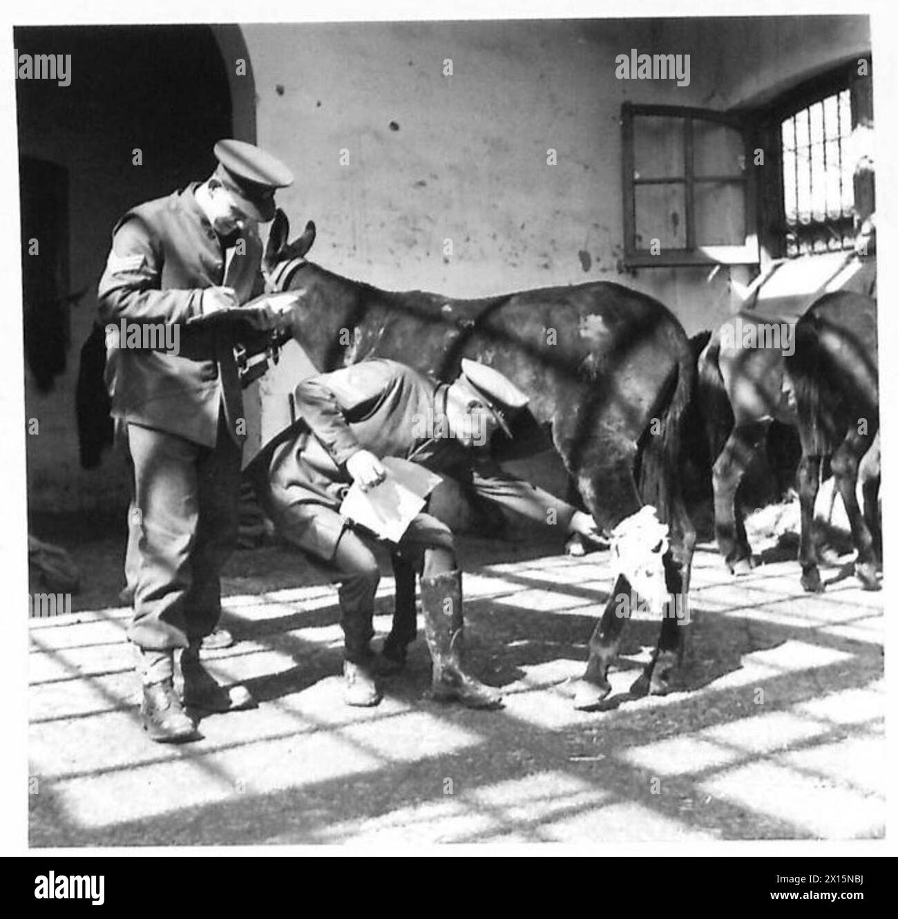 Im Empfangszentrum wird die Gesundheit von Mule 99 von Sgt. S.A. Smith und S/Sgt. A. Aitken, einschließlich der Wunduntersuchung und der sofortigen Behandlung, während der Operationen der Fünften Armee in Italien. Stockfoto